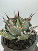 Agave パライシ子株（Lize血統）抜き苗発送