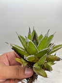 Agave ホリササ(No.46)(Lize血統) 抜き苗発送
