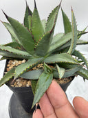 Agave 甲蟹x笹之雪子株③(Lize血統) 抜き苗発送