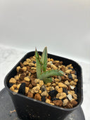 Agave ホリササ(No.38)子株①(Lize血統) 抜き苗発送