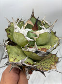 Agave titanota 鳳凰(Lize産) ベアルート