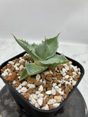 Agave 甲蟹交種子株(Lize血統) 抜き苗発送