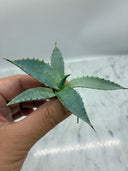 Agave 甲蟹x屈原(No.31)子株①(Lize血統) ベアルート発送