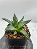 Agave ホリササ(No.36)子株②(Lize血統) 抜き苗発送