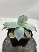 Agave 甲蟹x屈原(No.28)子株(Lize血統) 抜き苗発送