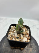 Agave titanota シーザー子株(Lize血統)　抜き苗発送
