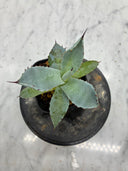Agave 激怒之舞(No.？)子株④(Lize血統) 抜き苗発送