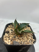 Agave ホリササ(No.44)子株②(Lize血統) 抜き苗発送