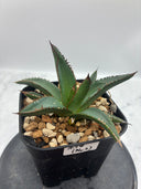 Agave ホリササ子株②(No.2)(Lize血統) 抜き苗発送