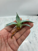 Agave 甲蟹x屈原(No.31)子株⑧(Lize血統) ベアルート発送
