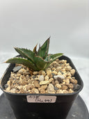 Agave ホリササ(No.44)子株②(Lize血統) 抜き苗発送