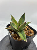 Agave ホリササ(No.37)子株②(Lize血統) 抜き苗発送