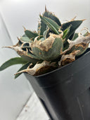 Agave titanota 白火焔子株③(Lize血統)　抜き苗発送