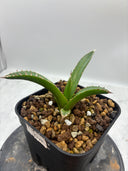 Agave ホリササ(No.58)子株(Lize血統) 抜き苗発送