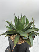 Agave 甲蟹x笹之雪子株③(Lize血統) 抜き苗発送