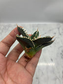 Agave titanota 白火焔子株③(Lize血統)　抜き苗発送