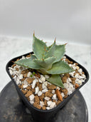 Agave 甲蟹交種子株(Lize血統) 抜き苗発送