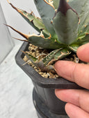 Agave 妖帝子株① タイ趣味家から輸入 抜き苗発送