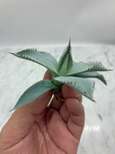 Agave 甲蟹x屈原(No.28)子株①(Lize血統) ベアルート発送