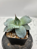 Agave 甲蟹x屈原(No.28)子株(Lize血統) 抜き苗発送