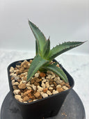 Agave ホリササ(No.31)子株(Lize血統) 抜き苗発送