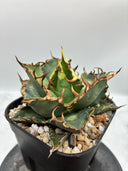 Agave titanota シーザー子株(Lize血統)　抜き苗発送