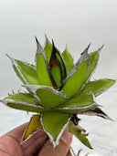Agave ホリササ(No.29)(Lize血統) 抜き苗発送