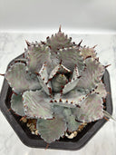 Agave 瀧之白絲x血雨雷神子株　(Lize血統) 抜き苗発送