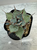 Agave 甲蟹x屈原(No.31)子株②(Lize血統) ベアルート発送