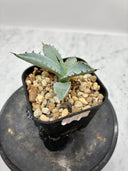Agave 激怒之舞(No.？)子株①(Lize血統) 抜き苗発送