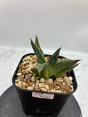Agave ホリササ(No.21)子株(Lize血統) 抜き苗発送