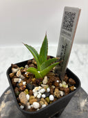 【Indoor Jungle Issue n°11掲載株】アガベ 黒火焔x笹之雪子株(Lize血統)　抜き苗発送