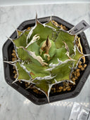 Agave titanota 烈焔親株(Lize産) 抜き苗発送