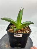 Agave ホリササ(No.27)子株①(Lize血統) 抜き苗発送