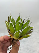 Agave ホリササ(No.17)(Lize血統) 抜き苗発送