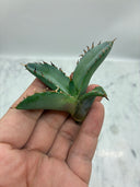 Agave titanota 黒鯨子株(Lize血統) 未発根発送