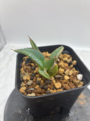 Agave ホリササ(No.4)子株②(Lize血統) 抜き苗発送