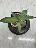 Agave 甲蟹x屈原(No.？)子株⑥(Lize血統) 抜き苗発送