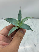 Agave 甲蟹x屈原(No.31)子株⑦(Lize血統) ベアルート発送