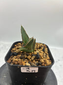 Agave ホリササ(No.37)子株①(Lize血統) 抜き苗発送
