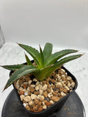 Agave ホリササ(No.20)子株③(Lize血統) 抜き苗発送