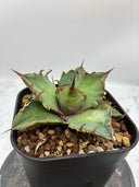 Agave titanota シーザー子株(Lize血統)　抜き苗発送