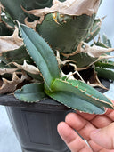 Agave titanota SAD子株③(南アフリカ血統）抜き苗発送