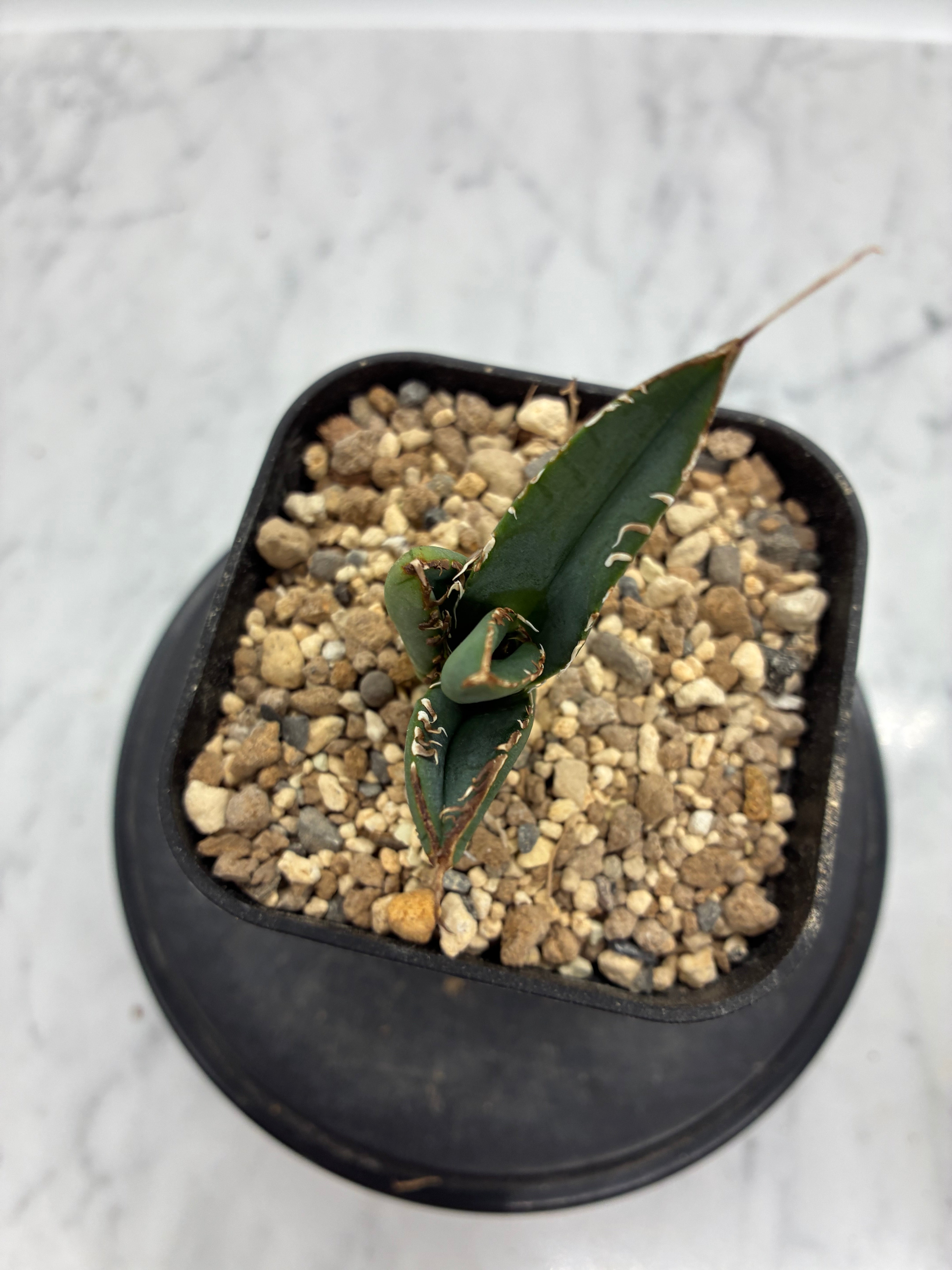 Agave titanota SAD子株①(Lize血統）抜き苗発送 – AgaveLives