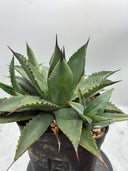Agave 甲蟹x笹之雪子株③(Lize血統) 抜き苗発送