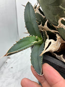 Agave titanota SAD子株③(南アフリカ血統）抜き苗発送