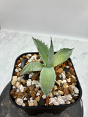 Agave 激怒之舞(No.？)子株⑥(Lize血統) 抜き苗発送