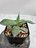 Agave 甲蟹x屈原(No.？)子株③(Lize血統) 抜き苗発送