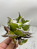 Agave titanota 虎鯊子株(Lize産) 抜き苗発送