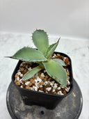 Agave 甲蟹x屈原(No.？)子株③(Lize血統) 抜き苗発送